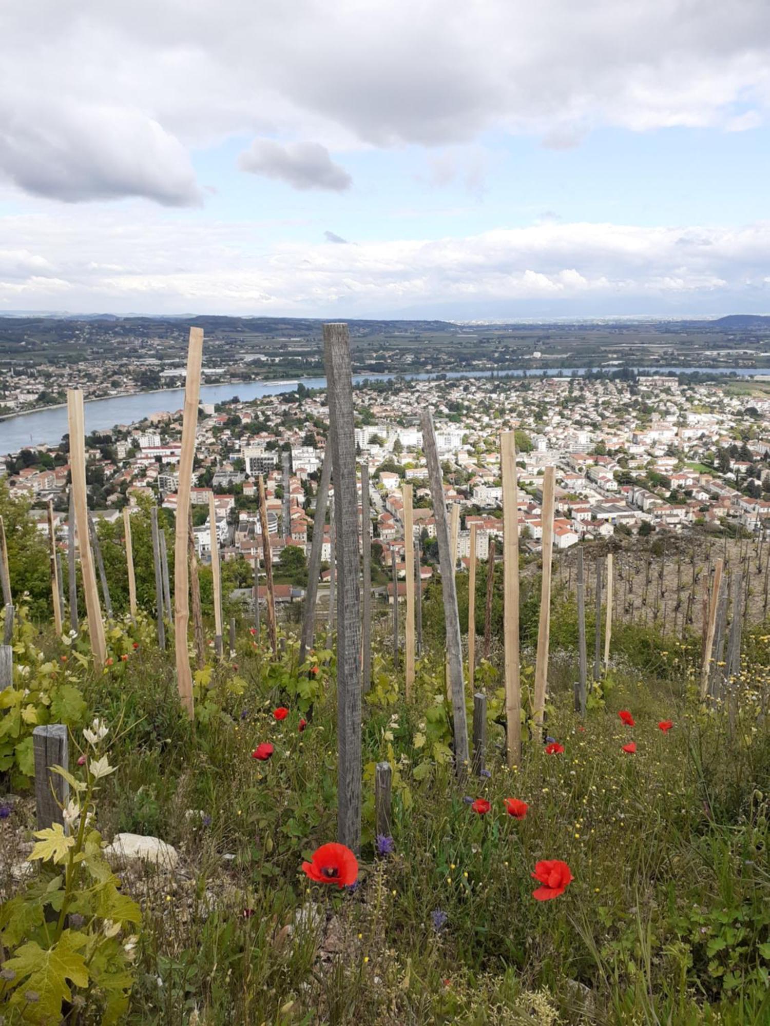 Gite Du Vigneron A La Terrasse Piscine Local Velos Tournon-sur-Rhone Eksteriør bilde